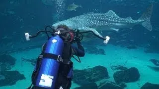 Feeding the WHALE SHARKS at the Georgia Aquarium!