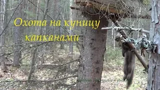 Охота на куницу капканами. Сезон 2018-2019. Hunting for marten traps.