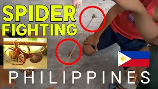Filipino SPIDER FIGHTING in the PHILIPPINES