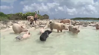 No injuries reported in Bahama's Pig Island