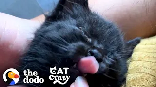 Couple Has To Find A Way To Get The Tiniest Kitten They Rescued Home | The Dodo Cat Crazy