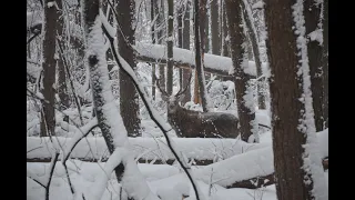 Национальный парк "Лосиный остров" встреча с оленем фотоохота