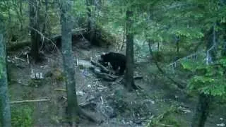 Black Bear Hunting In Newfoundland