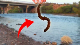 Catching RAINBOW TROUT in the DESERT w/ This SIMPLE BAIT