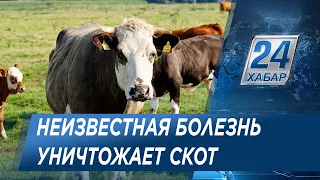 Неизвестная болезнь продолжает уничтожать скот в ВКО