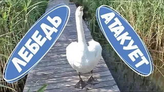 Swan Attacks and Wins!