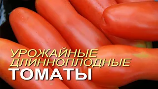 ДЛИННОПЛОДНЫЕ и очень УРОЖАЙНЫЕ томаты, которые плодоносят в ЛЮБОЕ лето! Советы от ЗЕЛЕНОГО ОГОРОДА!