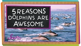 5 Reasons Why Dolphins Are Awesome
