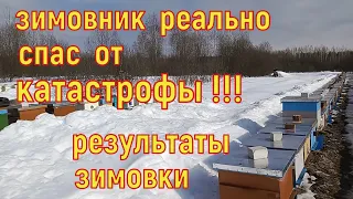 Зимовник помог избежать катастрофы на пасеке. Подводим итоги зимовки. Выставили пчёл.