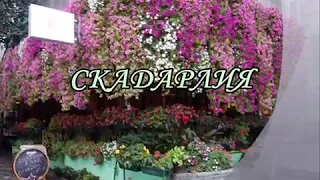 Скадарлия - Белградский Монмартр