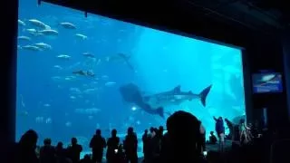 Two Whale Sharks Swim into Each Other at Georgia Aquarium