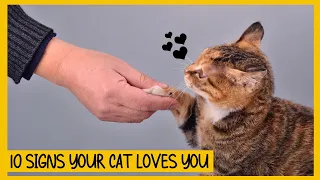 10 Signs Your Cat Loves You (Even if You Think They Don’t)