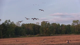 2017 Early Season Goose Opening Weekend - New York