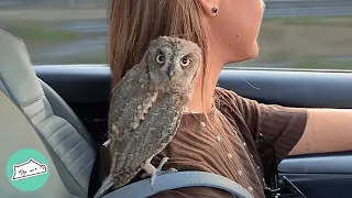 Girl Saves Tiny Owl After Hurricane. Now They Are A Flock | Cuddle Buddies