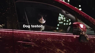 Accurate Subaru Commercial - Dog Tested Cat Approved