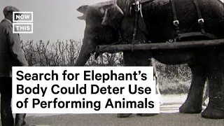 How a 19th-Century Circus Elephant's Body Could Deter the Use of Performing Animals