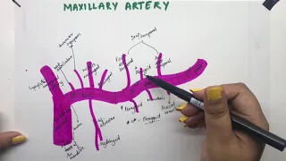 Maxillary Artery | Mnemonics | Anatomy | Manoti Alawadi