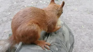Небольшая подборка с Ушастиком / About a familiar squirrel