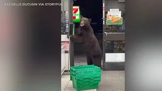 Hungry bear barges into 7-Eleven store near Lake Tahoe area l ABC7