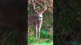 182 6/8” Iowa Buck Scraping In Bow Range, Deer Hunting October #shorts #hunting #nature #wildlife