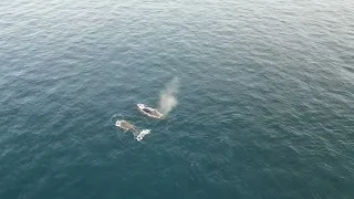 Two Humpback Whales Traveling up California Coast Near Anacapa Island (2-17-24)