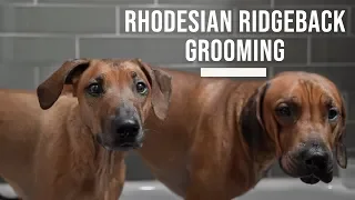 Rhodesian Ridgeback Grooming and Bathing Tips