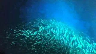 Amazing school of fish at Aquarium!