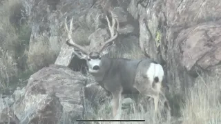 Antelope Island Mule Deer Nov 2023