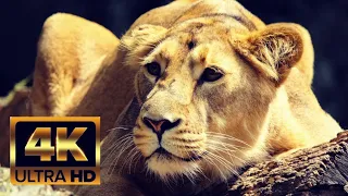 Life of lions | 4k ultra HD | Bangal tigers | the beauty 4k