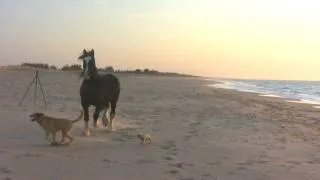 Horse and Dogs Playing at the Beach