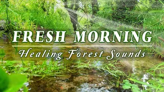 🌿🌞Begin Your Day with POSITIVE ENERGY🌳Healing FOREST Sounds Meditation🌳FRESH SPRING Morning Ambience