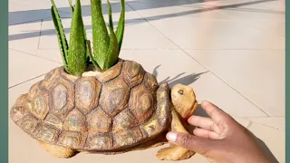 Make a Turtle cement pot/ DIY/Cement Craft Ideas