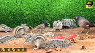 Cat TV for Cats to Watch 😸 Squirrels & Birds eat food 🕊️🐿️ Bird videos for cats | Relax Your Pets