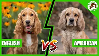 English Cocker Spaniel Vs American Cocker Spaniel: Which One is Better?