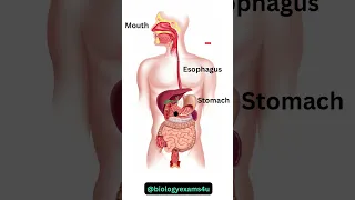 Animasi Sistem Pencernaan || Bagaimana Makanan Bergerak Melalui Sistem Pencernaan?