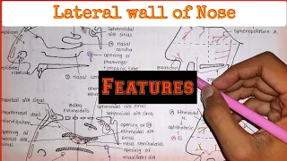 Lateral wall of nose|features & concha + meatus