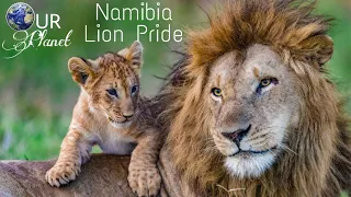 [Lion Pride 2021] The Namibia Lion Pride Documentary 2021 [English subtitles] - Our Climate .