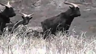 Maui's Feral Goats