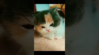 Lovely cats 😍💘 #cat #viral #trending #cute #shortvideo #youtubeshorts #shorts