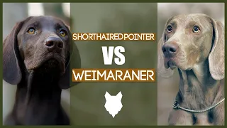 GERMAN SHORTHAIRED POINTER VS WEIMARANER