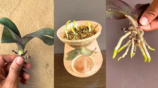 Magic tips to revive, spread quickly, take root, produce young leaves