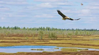 Путешествие по Оби от алтайских гор до Карского моря