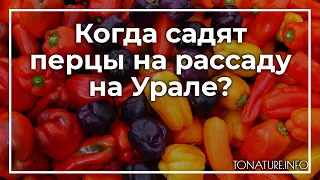 Когда садят перцы на рассаду на Урале? | toNature.Info