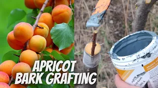 Apricot bark grafting