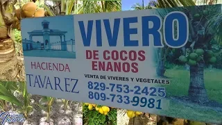 VIVERO DE COCOS ENANOS Y PLANTAS ORNAMENTALES "HACIENDA TAVAREZ"