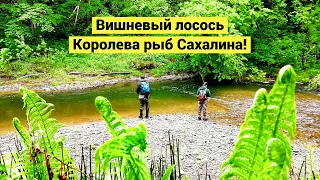 Вишневый лосось. Королева рыб Сахалина / Cherry Salmon. Sakhalin fish queen