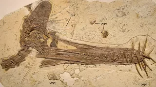 10 Unglaubliche fossile Entdeckungen!