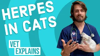 Herpes in Cats