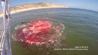 White Shark takes a grey seal off Wellfleet, Massachusetts