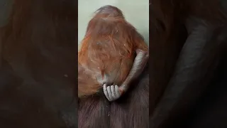 Baby Kendari. Awkward moment#shorts#funnyvideo#orangutans#funnyanimals#zoo.